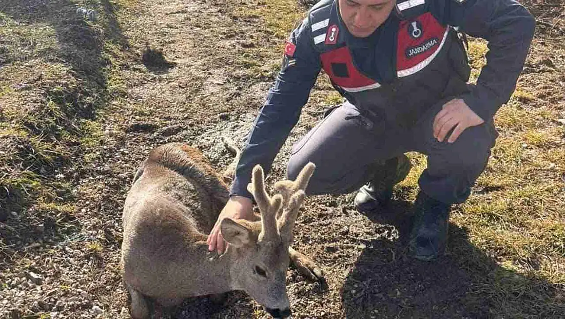 Yaralı karaca tedavi edilerek doğaya salınacak
