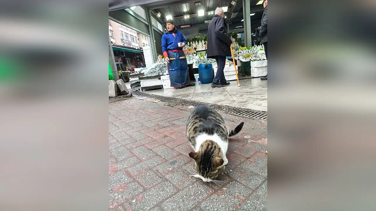 Kedi, balık ve emekliler