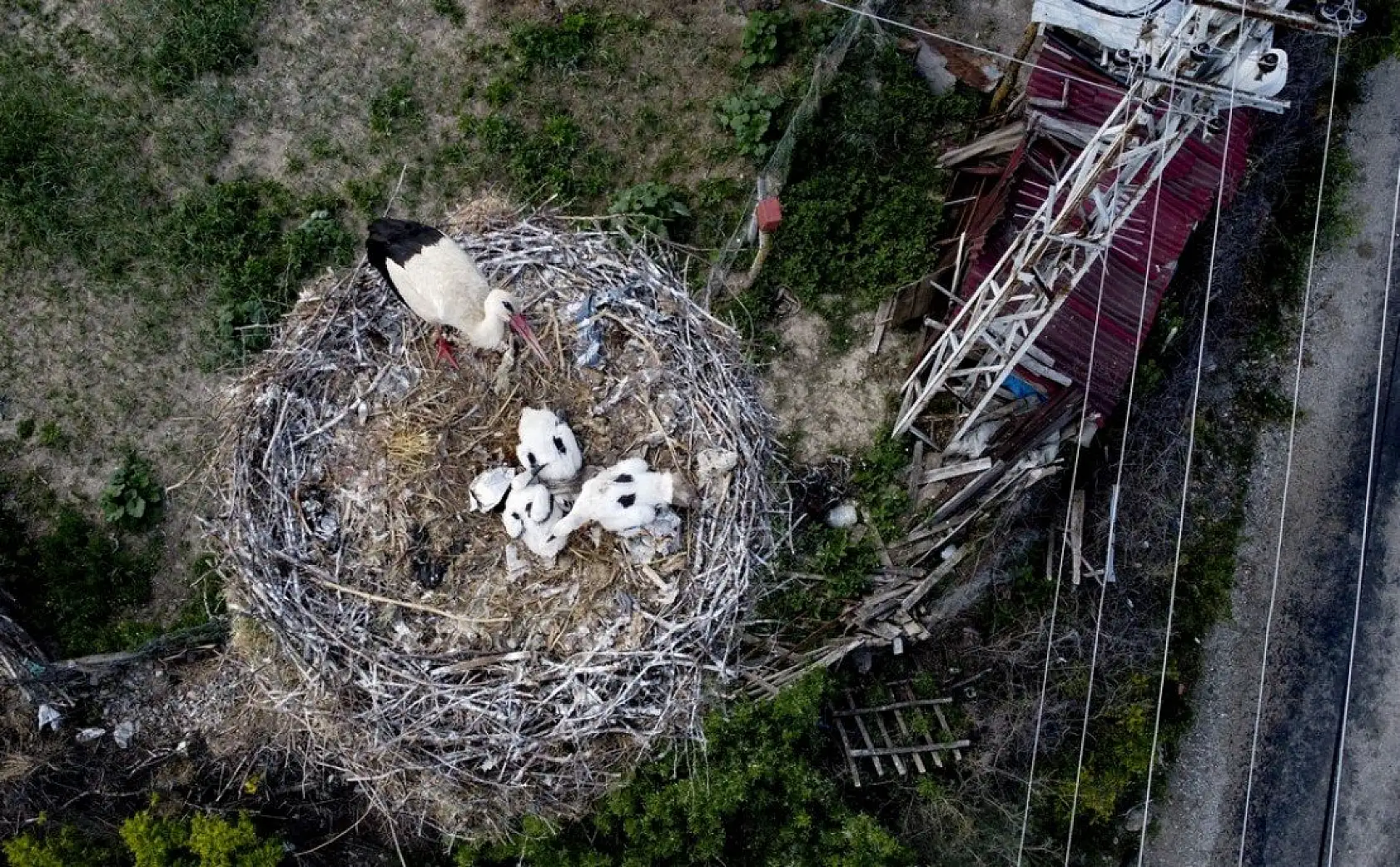 Yavru leylekler uçacağı günü bekliyor