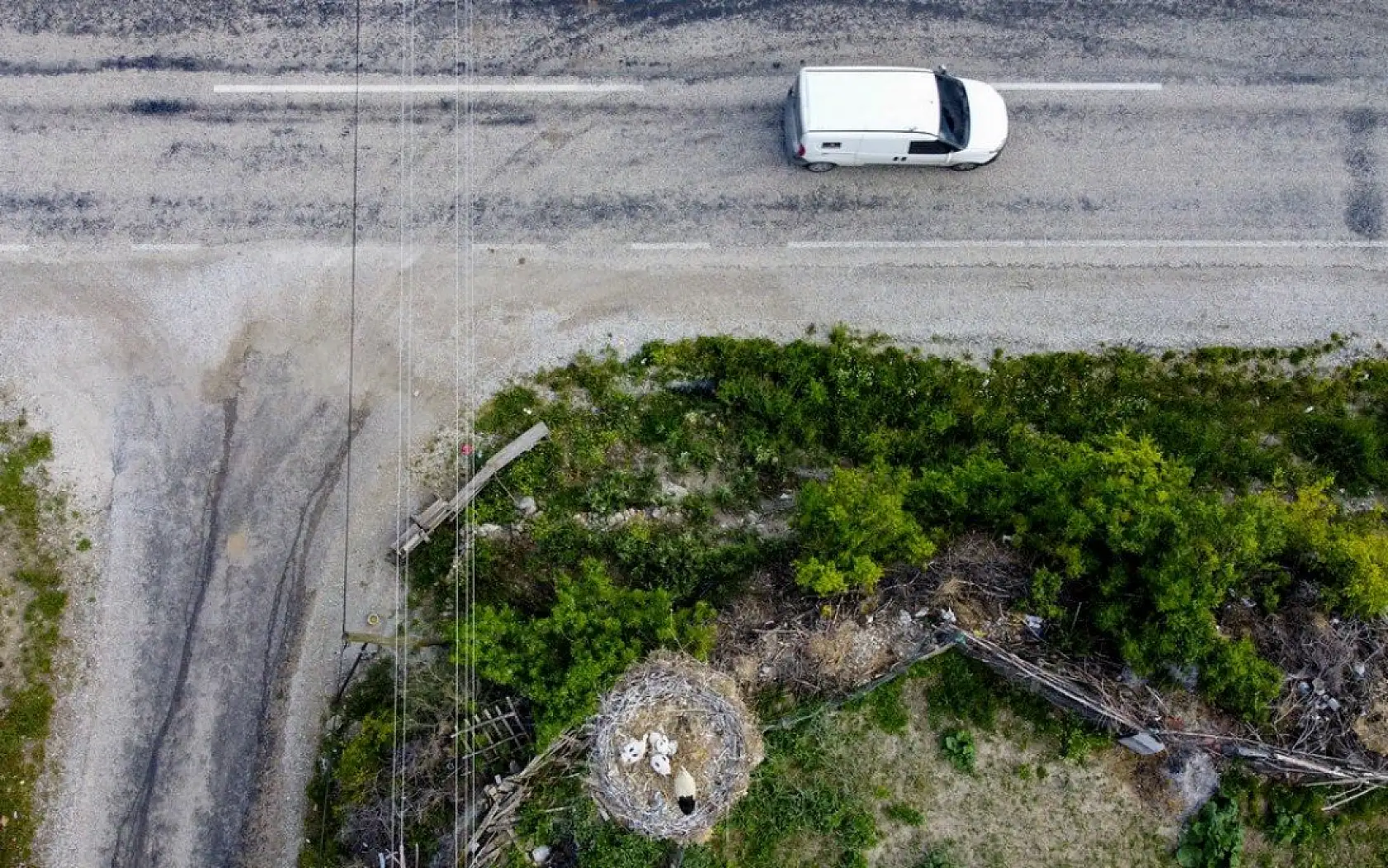 Yavru leylekler uçacağı günü bekliyor