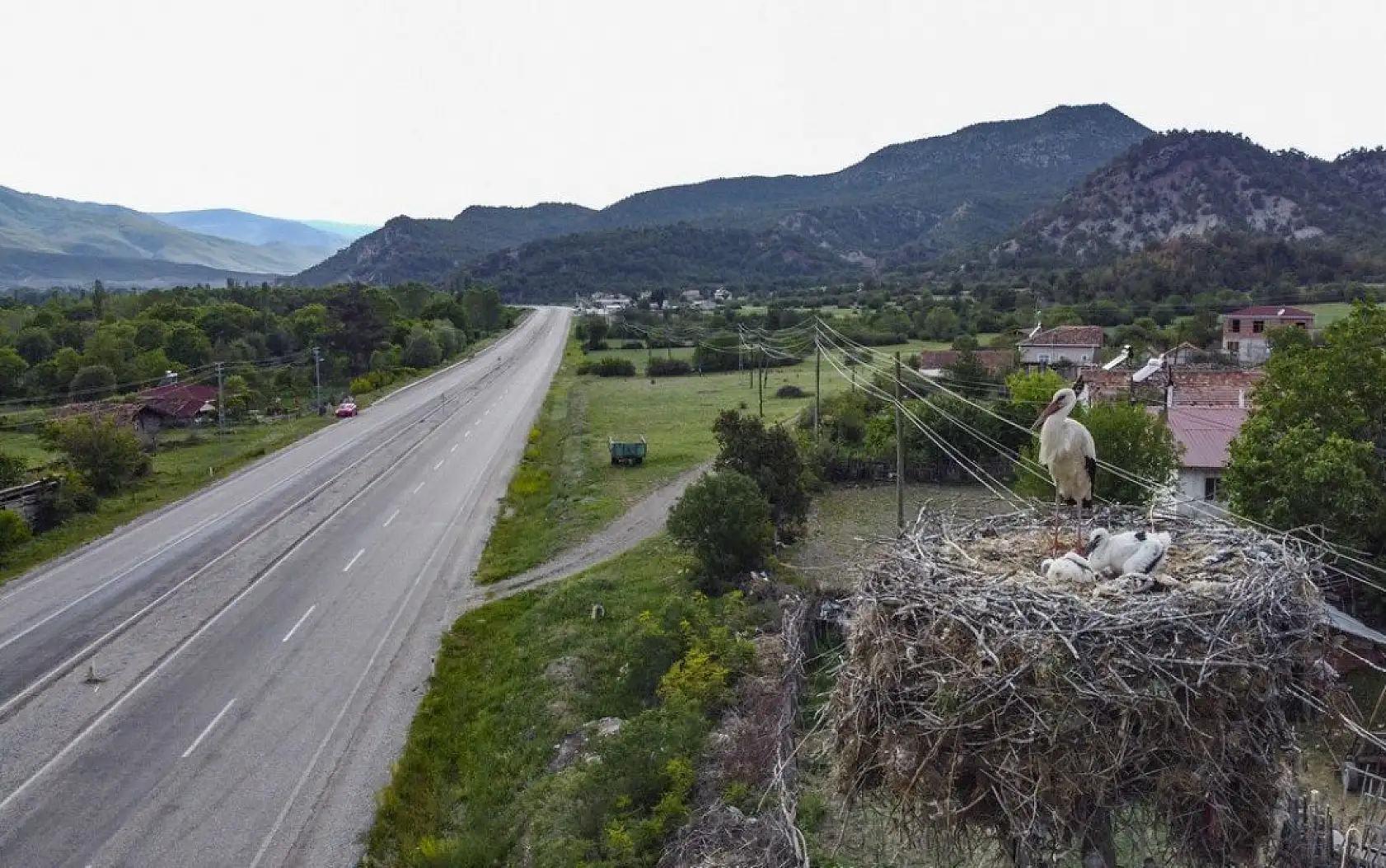 Yavru leylekler uçacağı günü bekliyor
