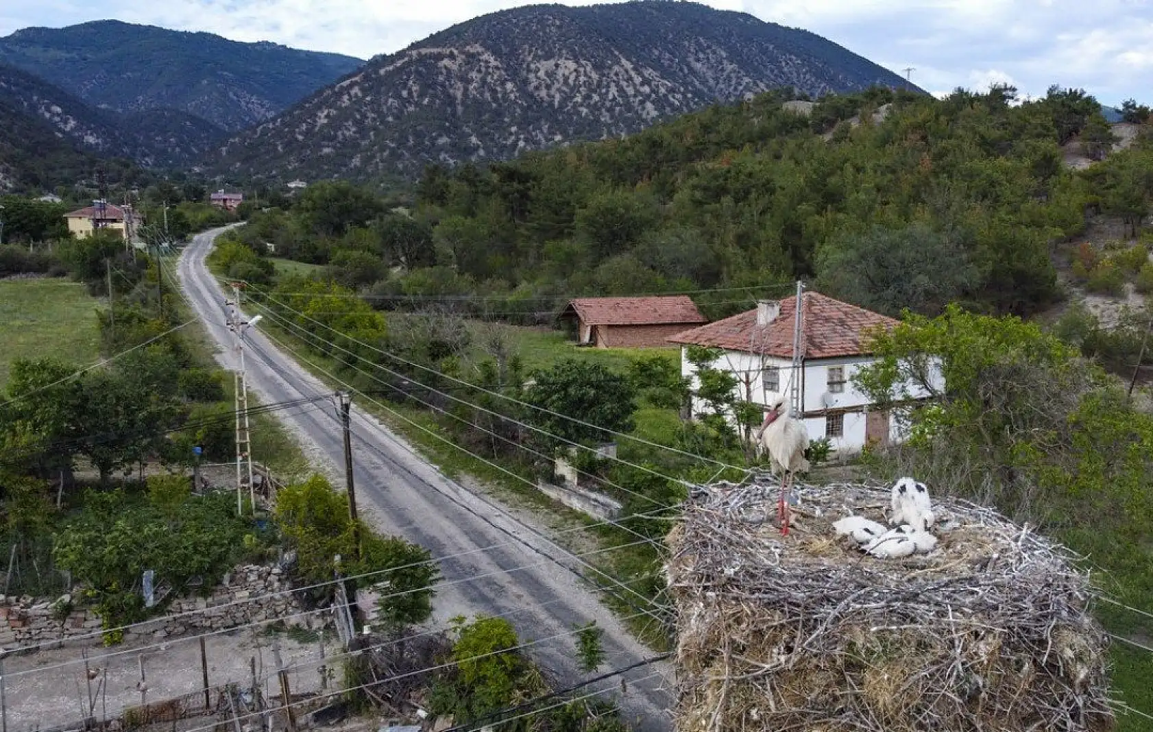 Yavru leylekler uçacağı günü bekliyor