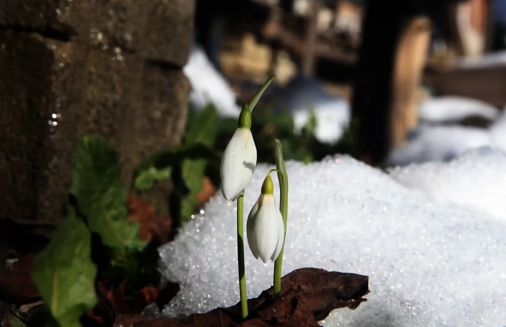 Kardelenler açmaya başladı