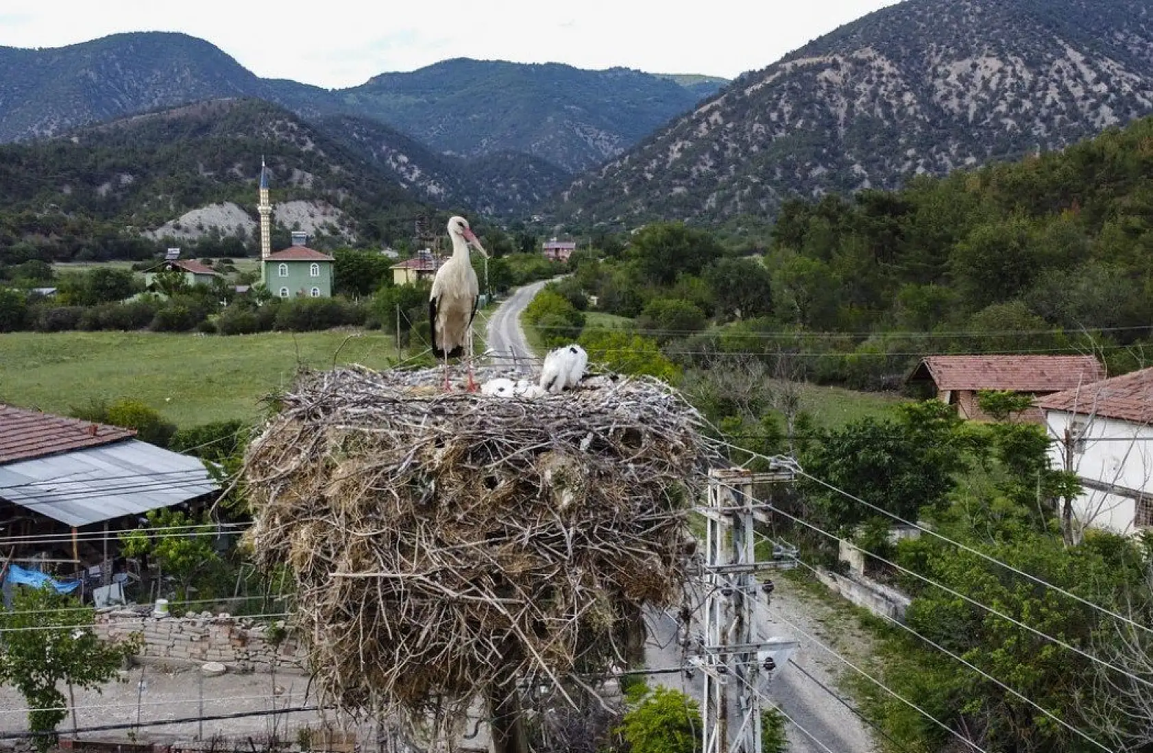 Yavru leylekler uçacağı günü bekliyor