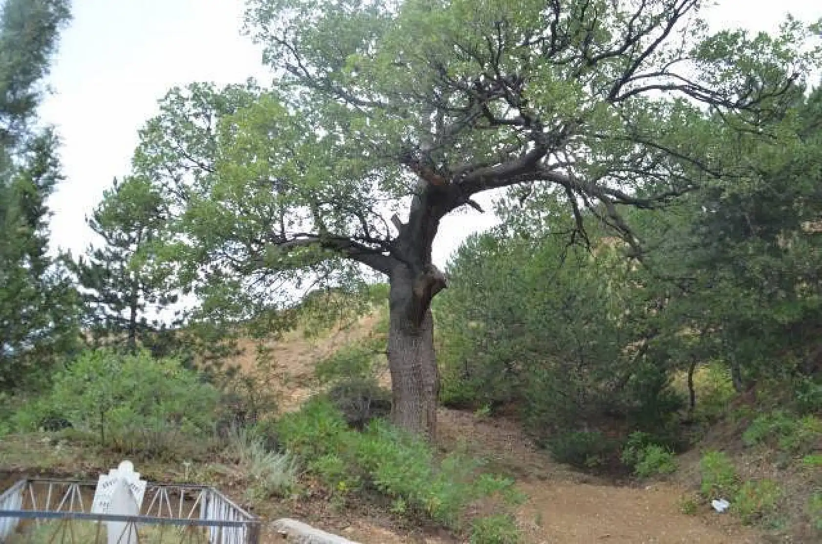 Türbedeki Çınar Ağacının sırrı