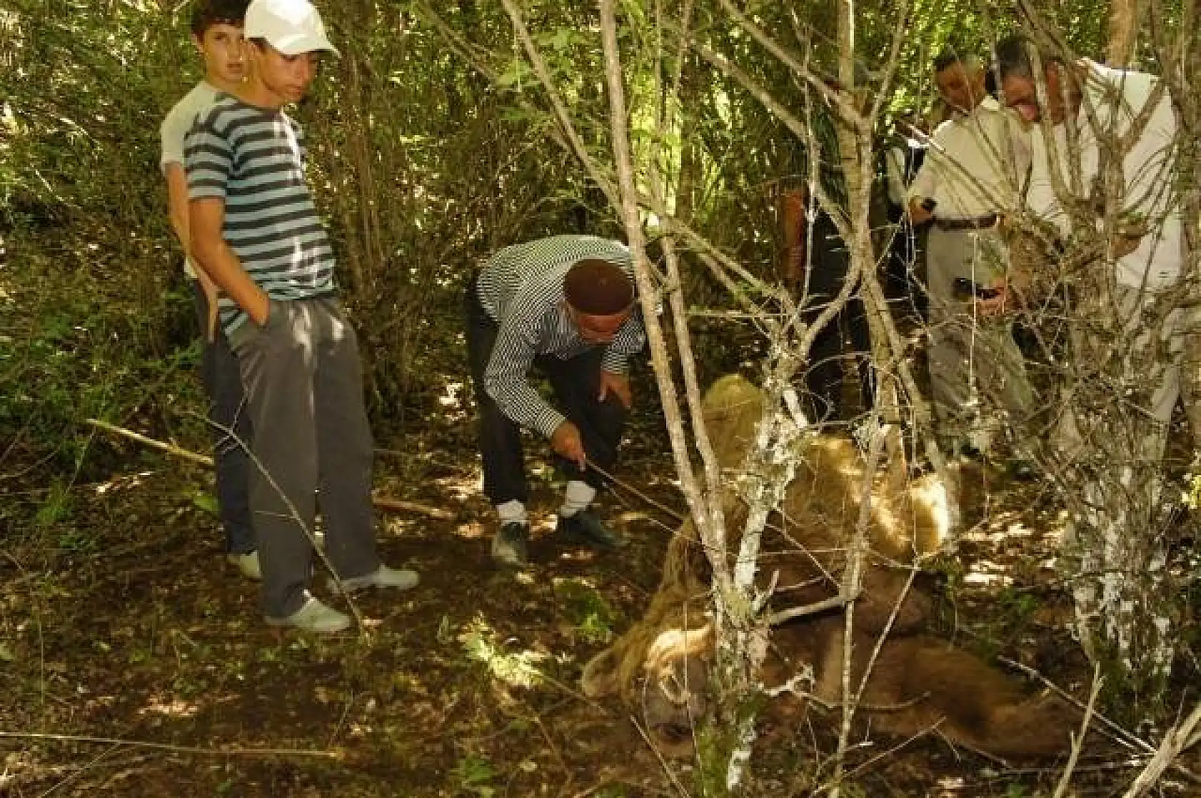 Kendisine saldıran ayıyı bıçaklayarak öldürdü