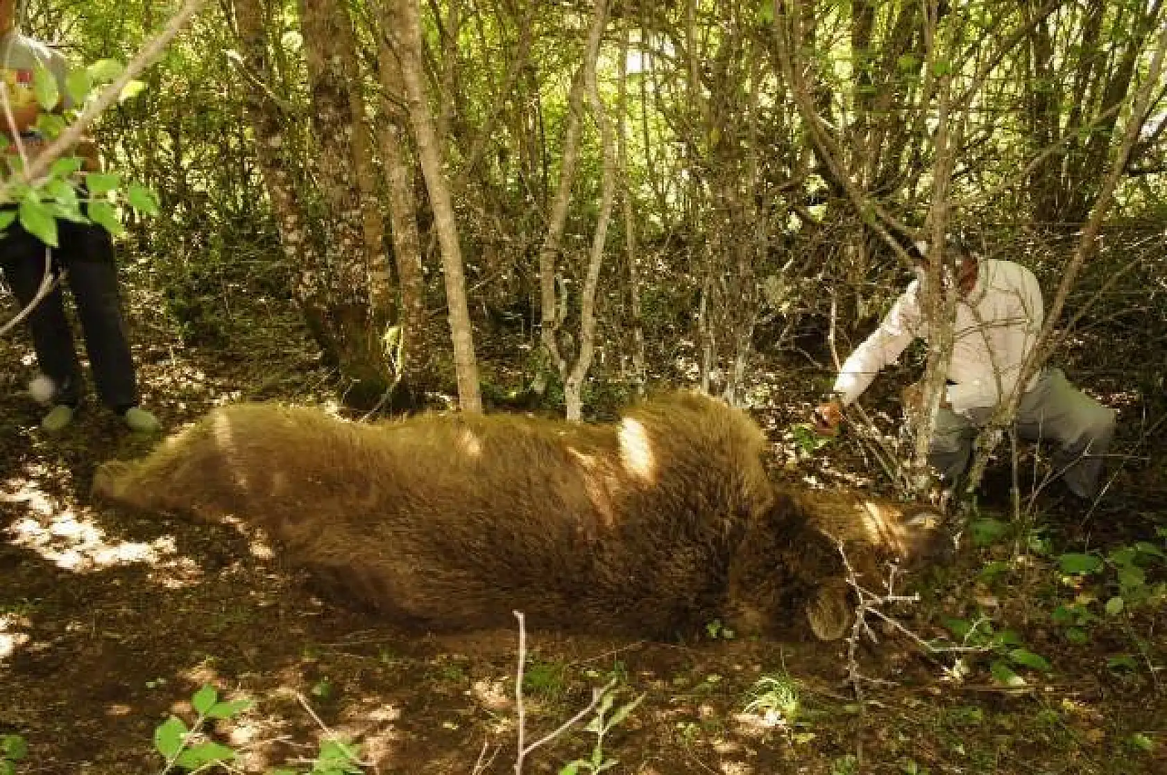 Kendisine saldıran ayıyı bıçaklayarak öldürdü
