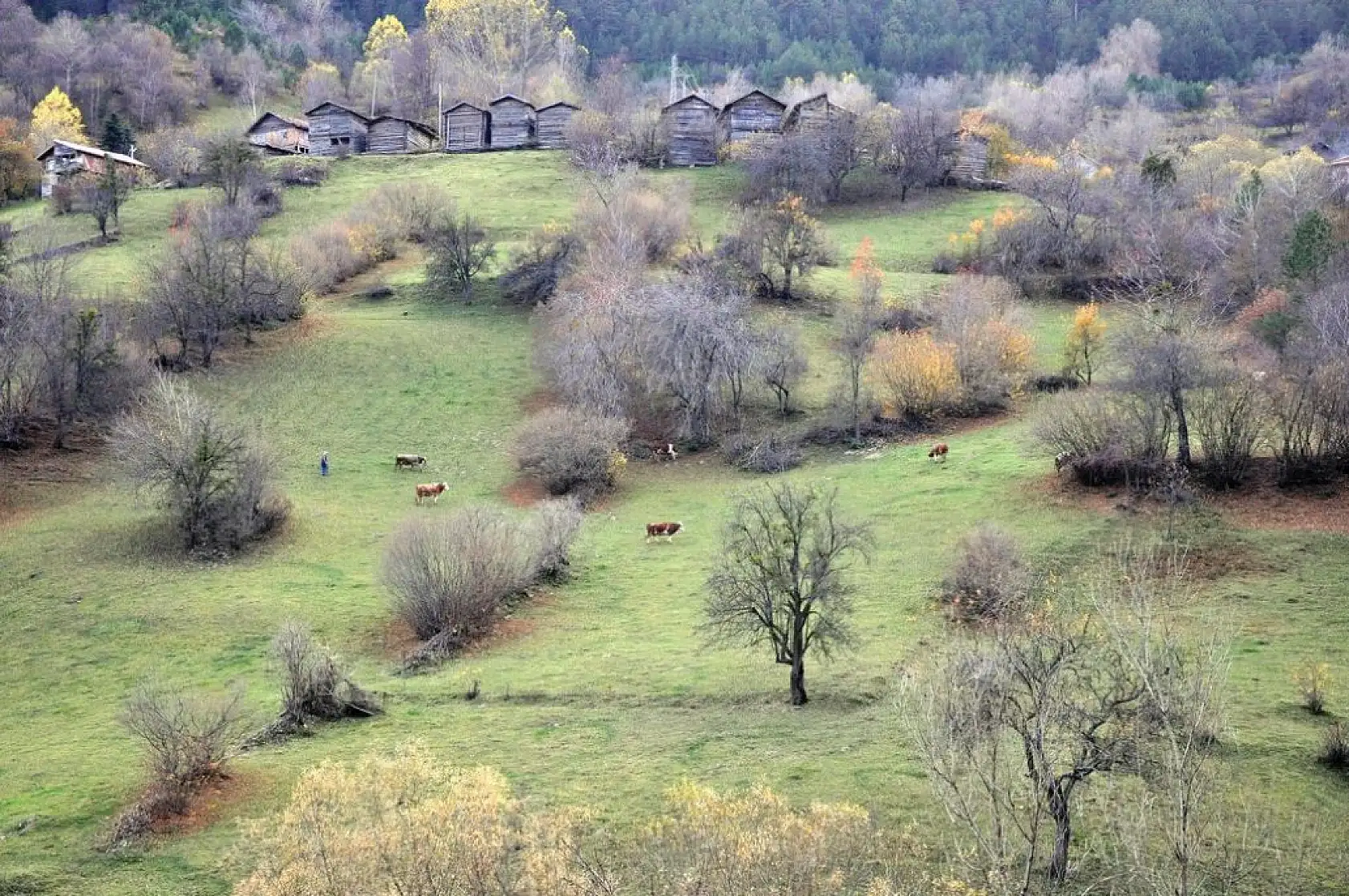 İhsangazi'de sonbahar renkleri