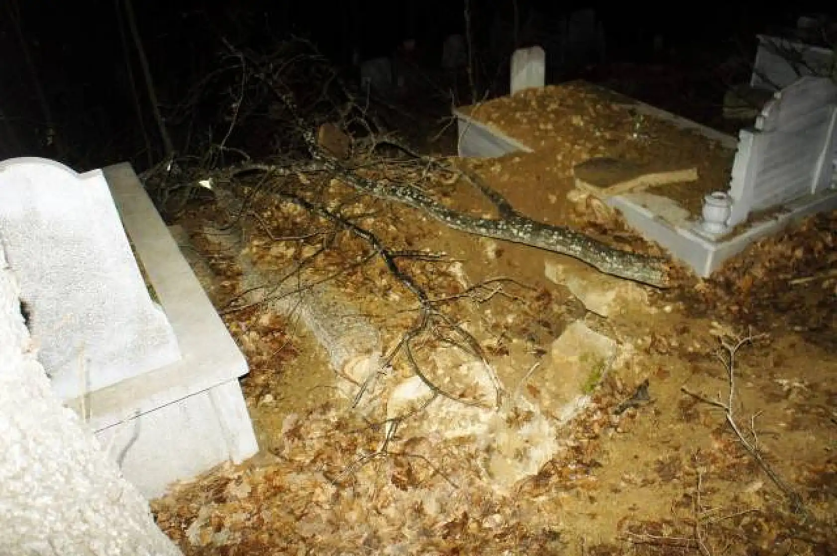 Ayı, Kastamonu'da mezardan ceset çaldı