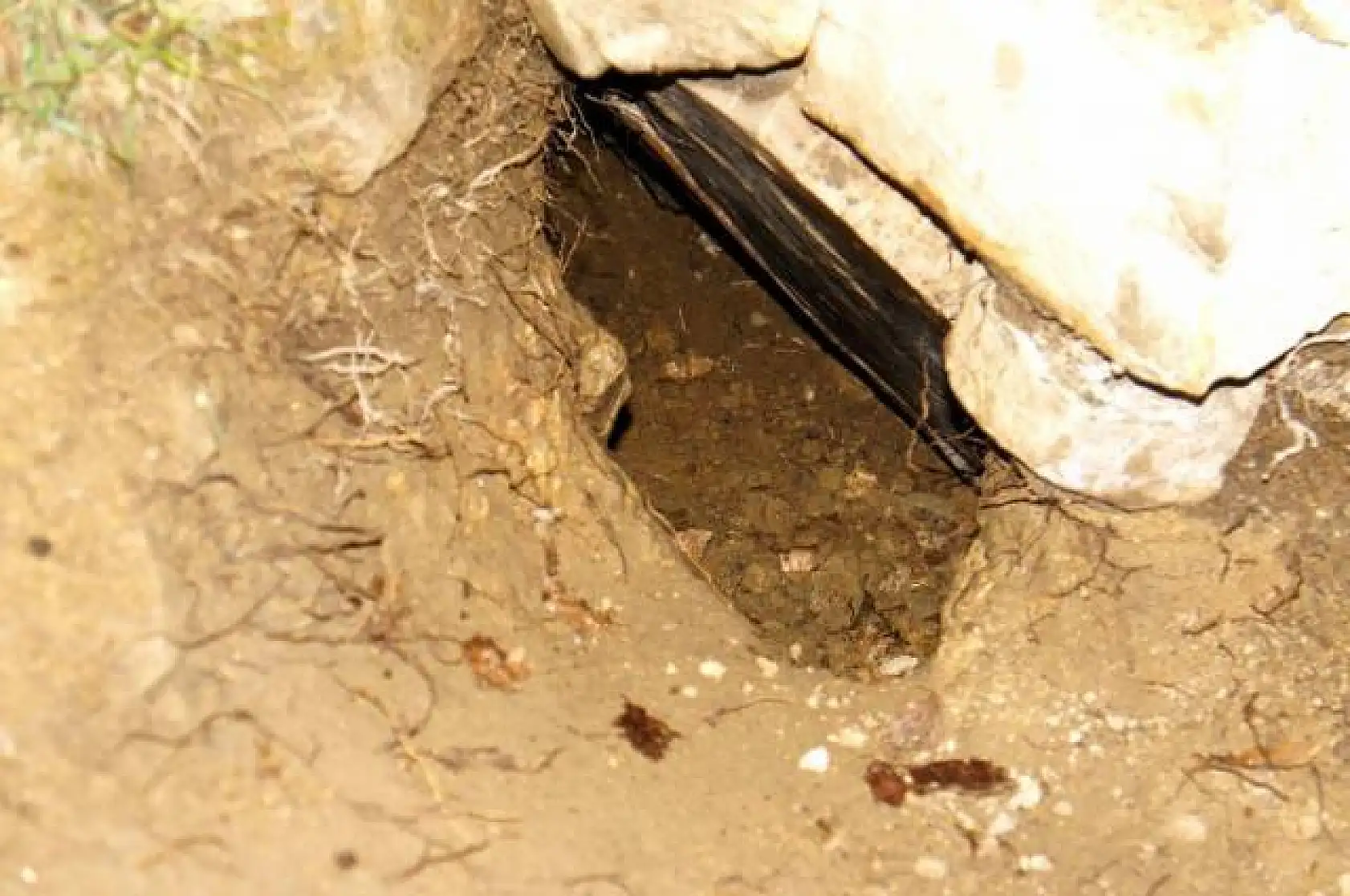 Ayı, Kastamonu'da mezardan ceset çaldı