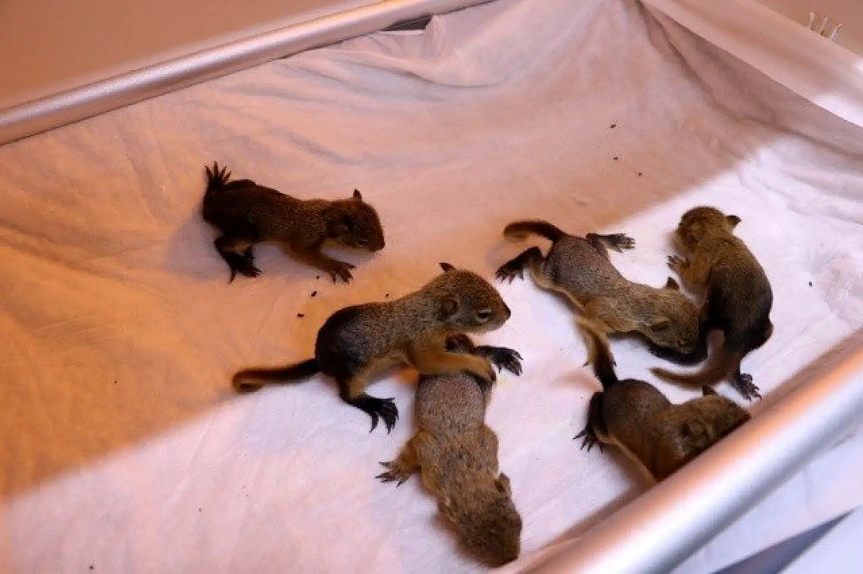 Sincap yavrularına &quotbebek" gibi bakıyorlar