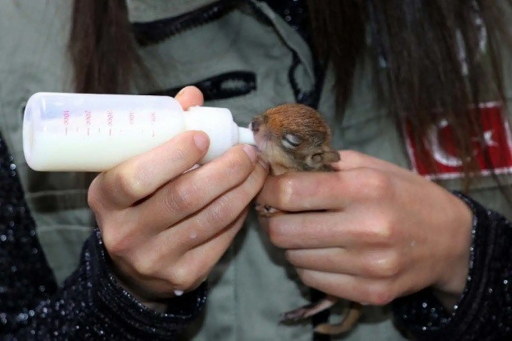 Sincap yavrularına &quotbebek" gibi bakıyorlar