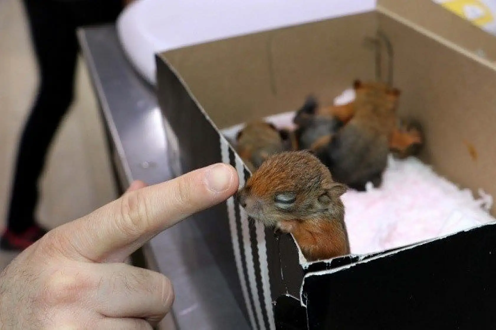 Sincap yavrularına &quotbebek" gibi bakıyorlar