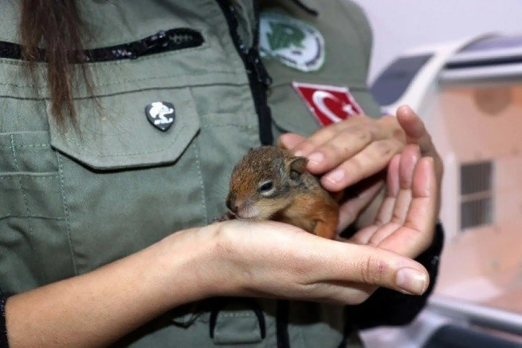 Sincap yavrularına &quotbebek" gibi bakıyorlar