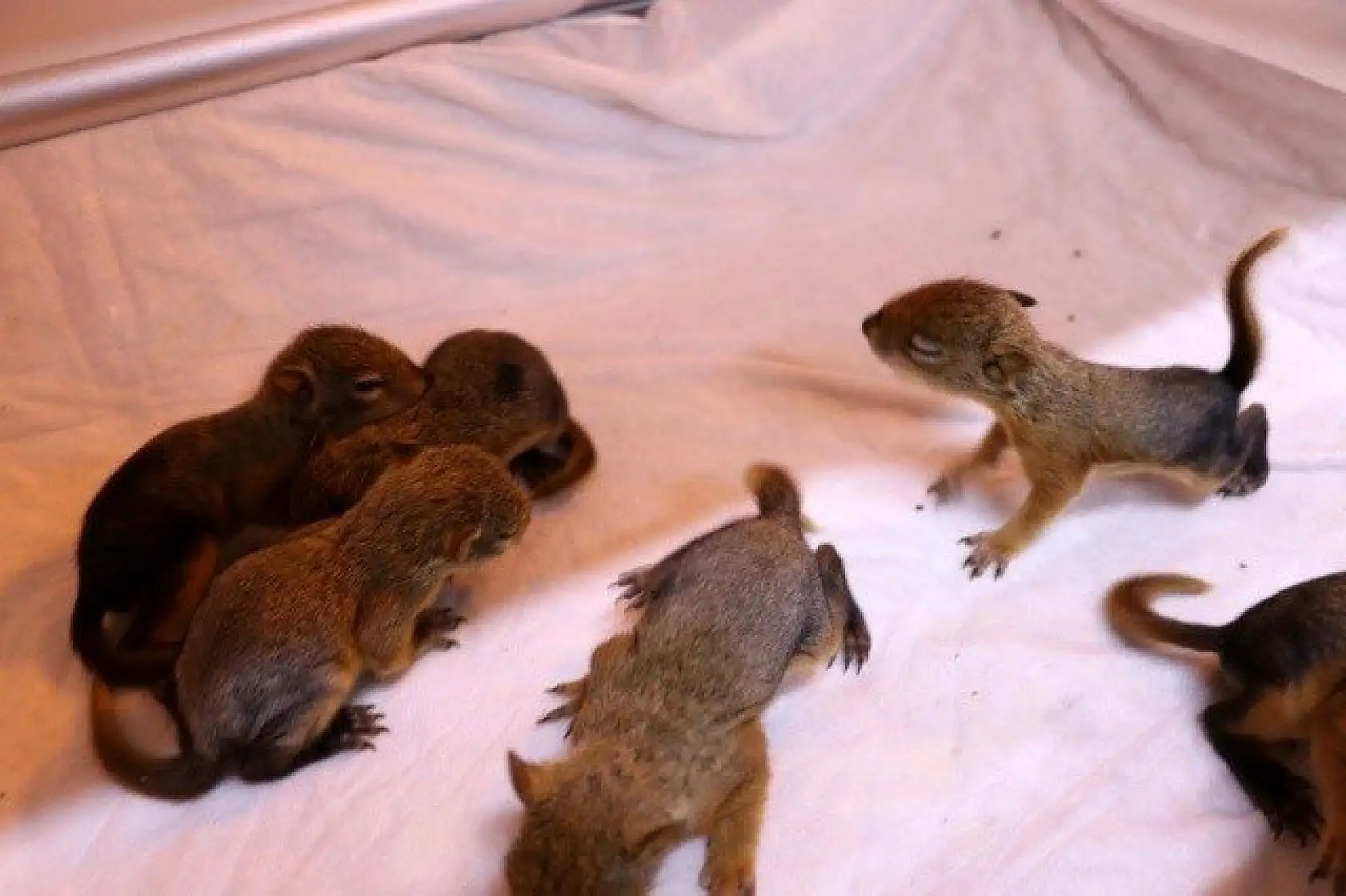 Sincap yavrularına &quotbebek" gibi bakıyorlar