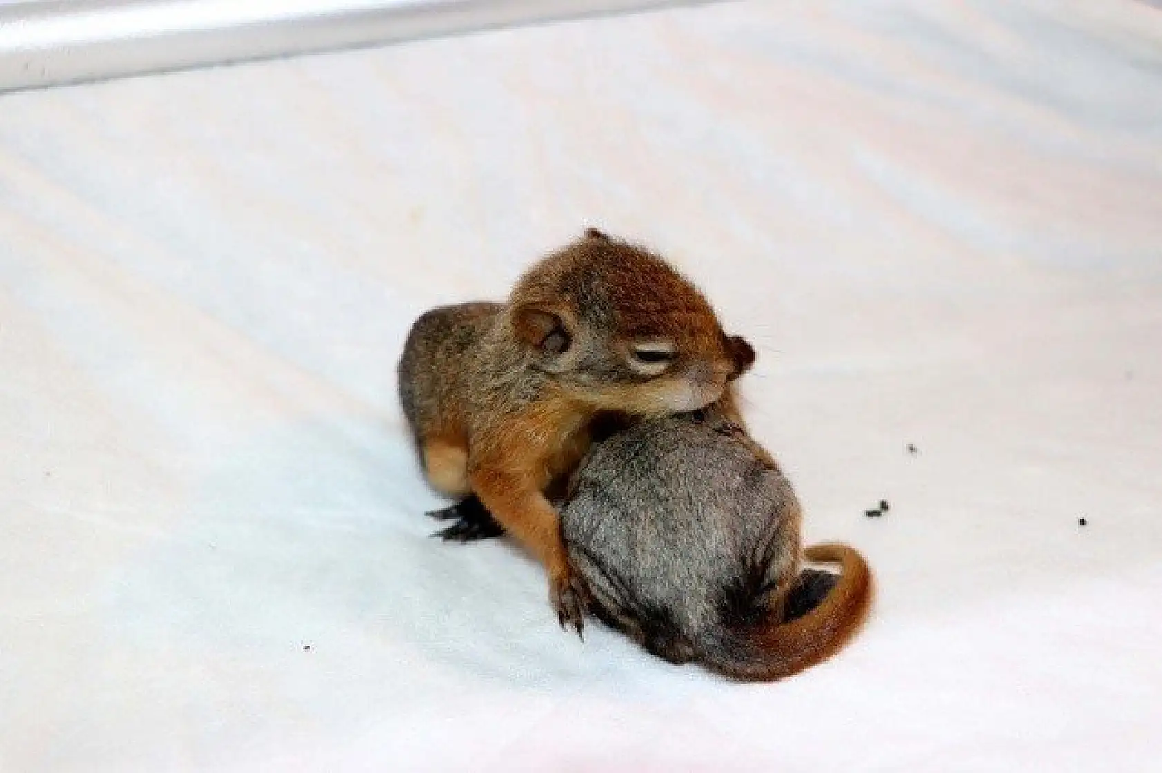 Sincap yavrularına &quotbebek" gibi bakıyorlar