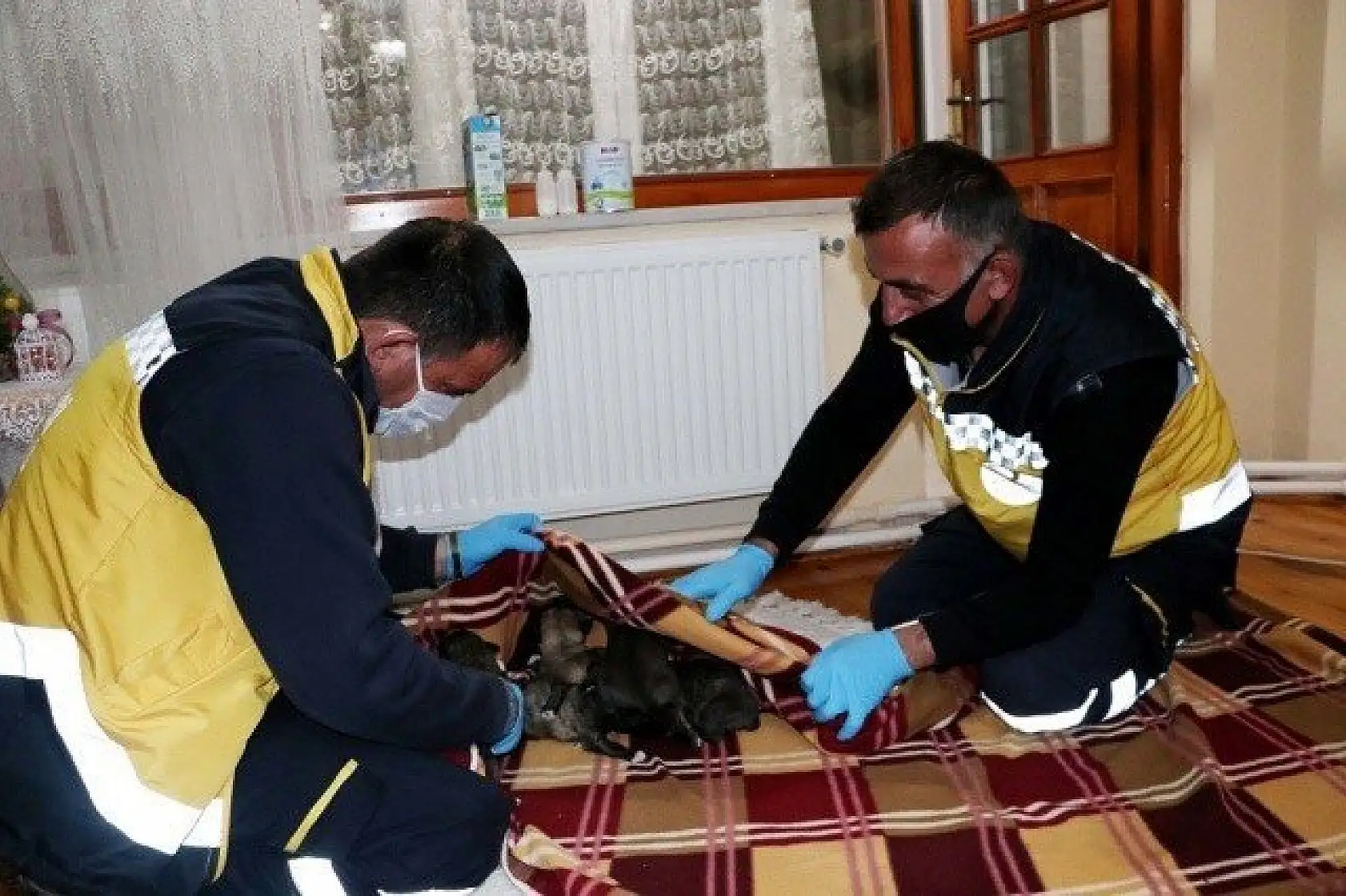 Yeni doğmuş köpek yavrularına evinde &quotbebek" gibi bakıyor