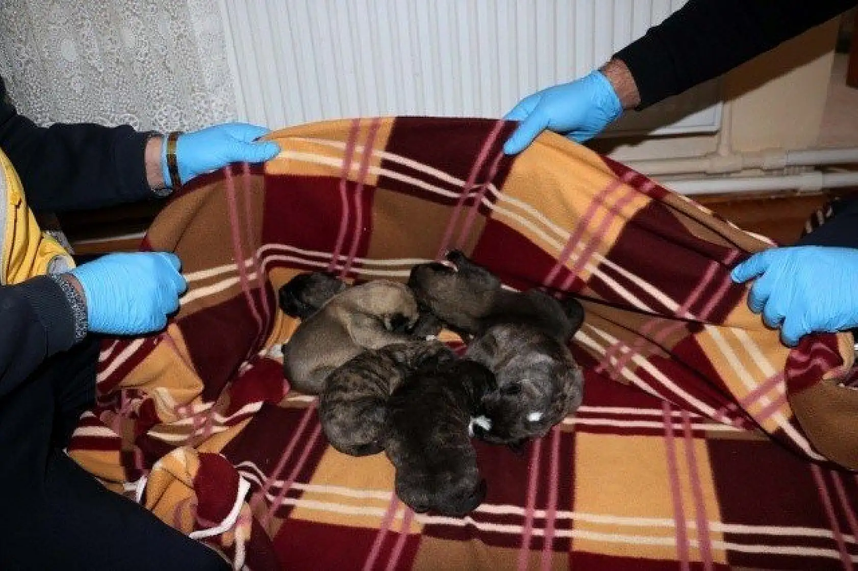 Yeni doğmuş köpek yavrularına evinde &quotbebek" gibi bakıyor