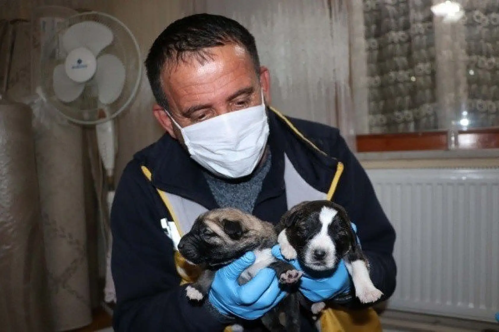 Yeni doğmuş köpek yavrularına evinde &quotbebek" gibi bakıyor