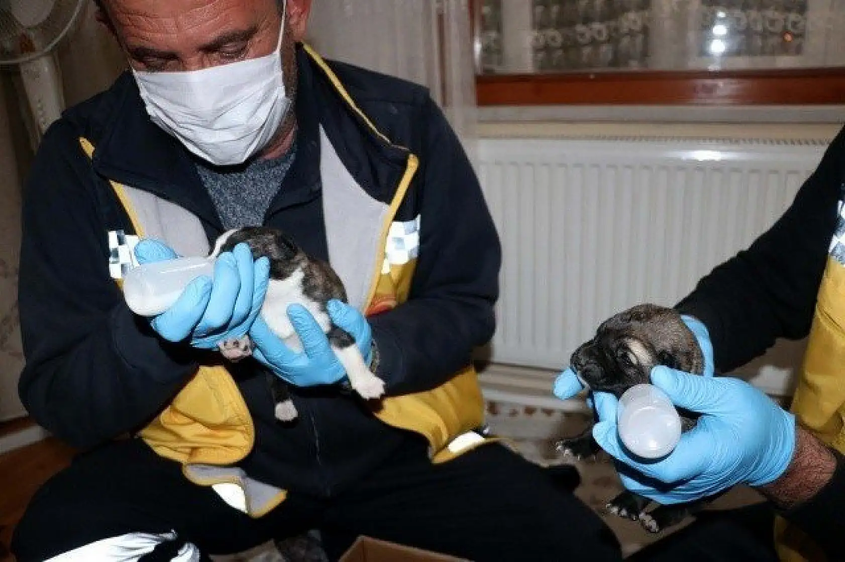 Yeni doğmuş köpek yavrularına evinde &quotbebek" gibi bakıyor