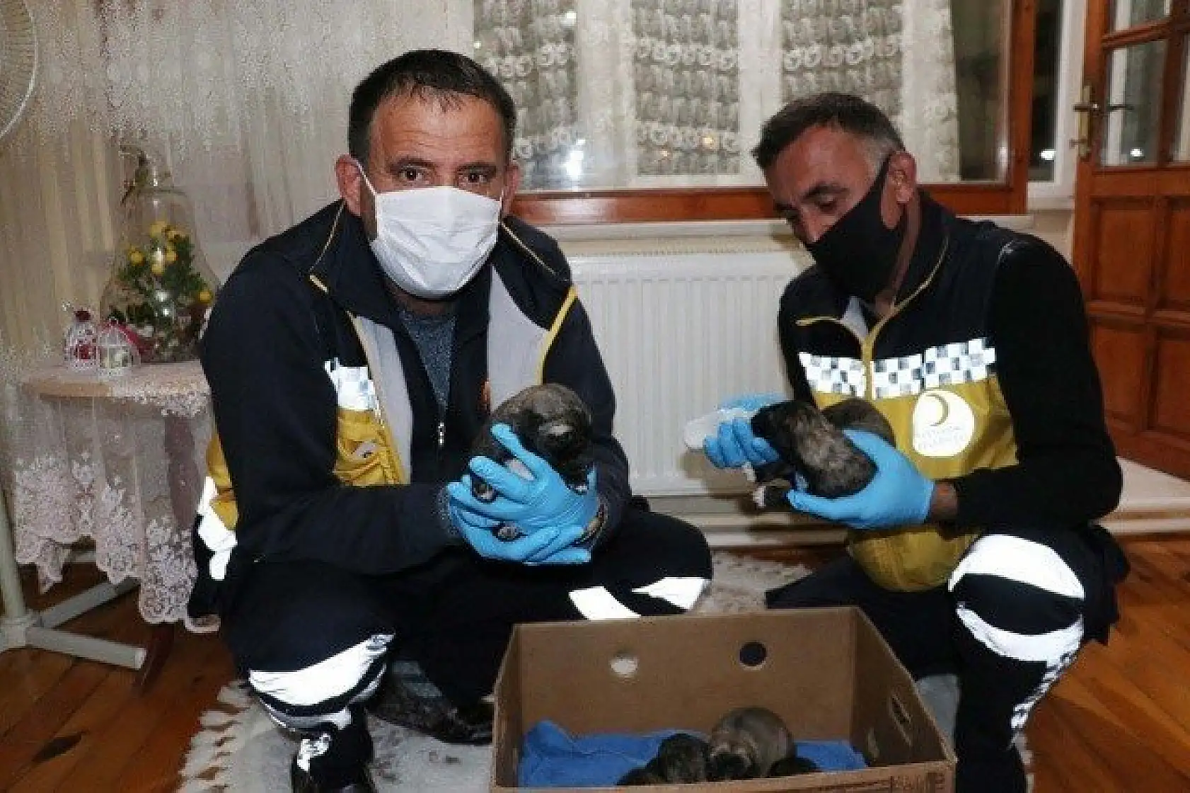 Yeni doğmuş köpek yavrularına evinde &quotbebek" gibi bakıyor