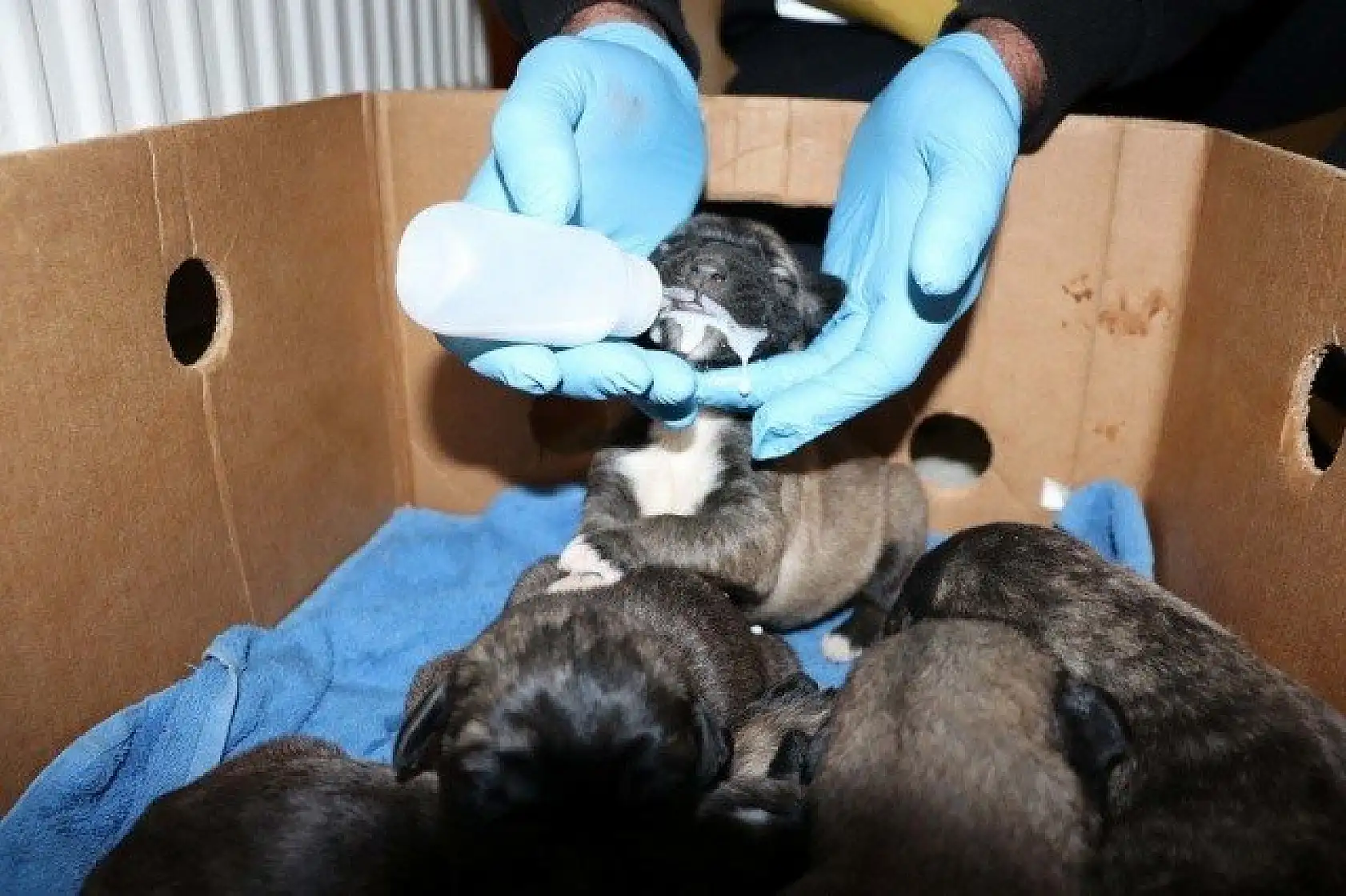 Yeni doğmuş köpek yavrularına evinde &quotbebek" gibi bakıyor