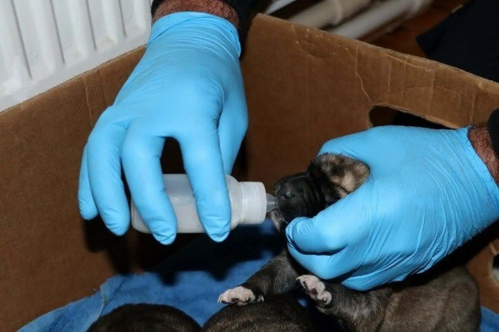 Yeni doğmuş köpek yavrularına evinde &quotbebek" gibi bakıyor