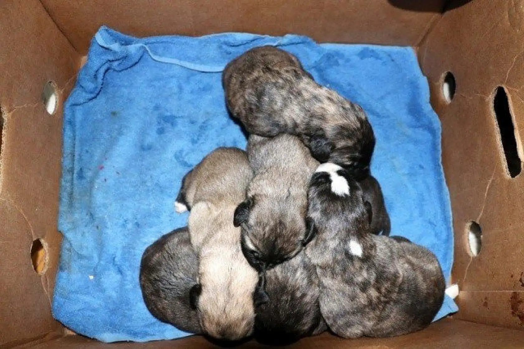 Yeni doğmuş köpek yavrularına evinde &quotbebek" gibi bakıyor