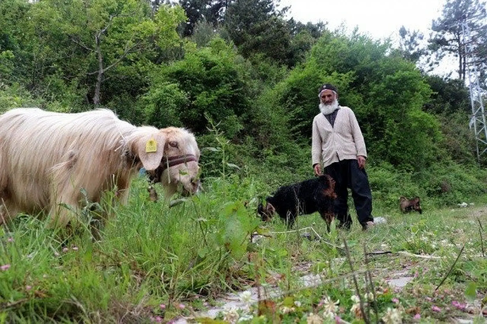 Keçilerini minibüsle gezdirip, omzunda taşıyor