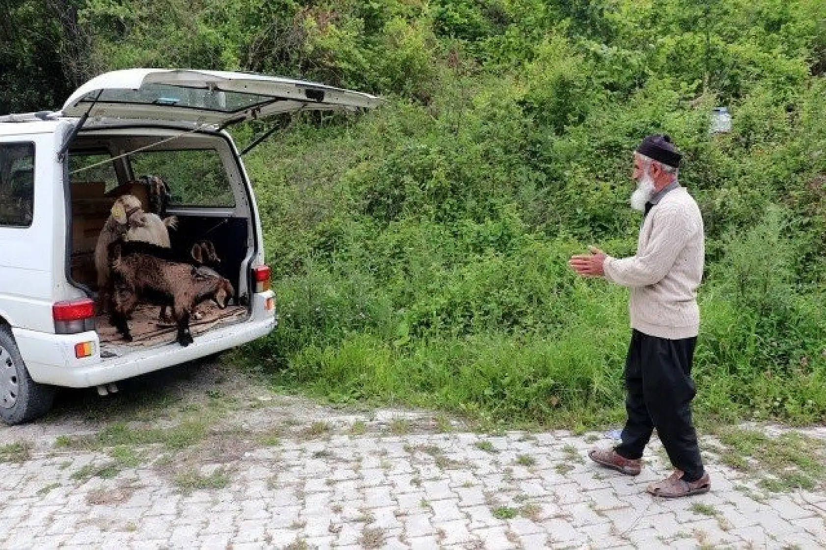 Keçilerini minibüsle gezdirip, omzunda taşıyor