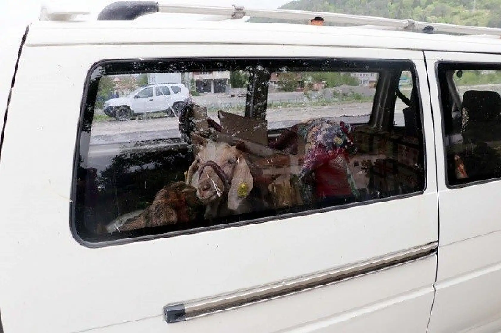 Keçilerini minibüsle gezdirip, omzunda taşıyor