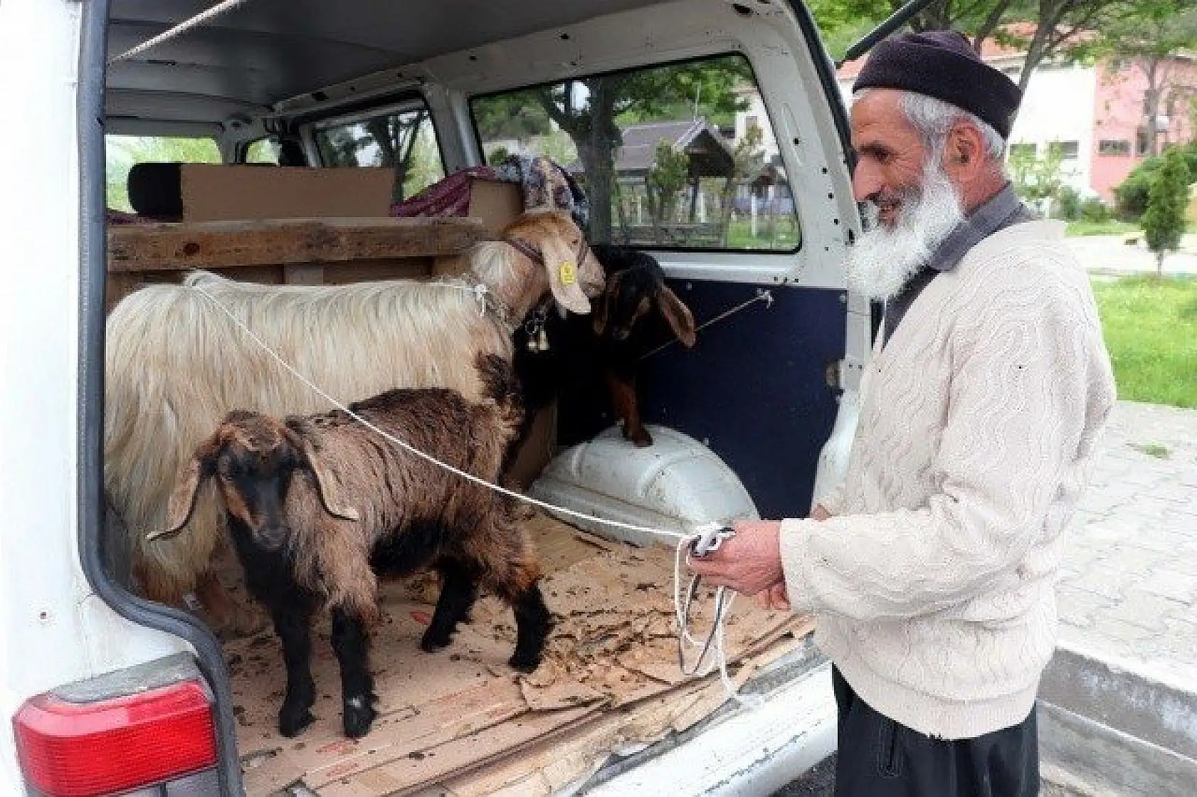 Keçilerini minibüsle gezdirip, omzunda taşıyor