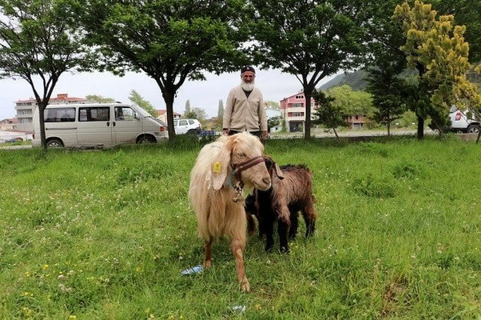 Keçilerini minibüsle gezdirip, omzunda taşıyor