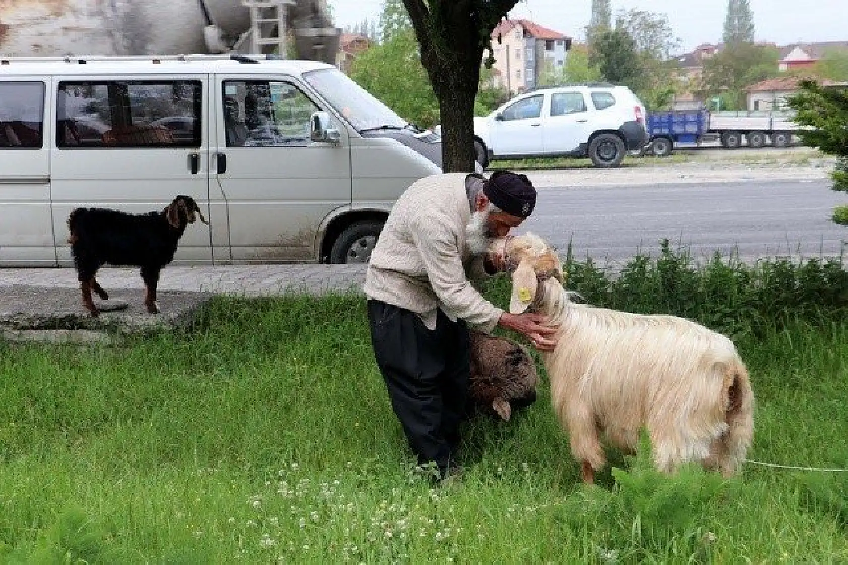 Keçilerini minibüsle gezdirip, omzunda taşıyor