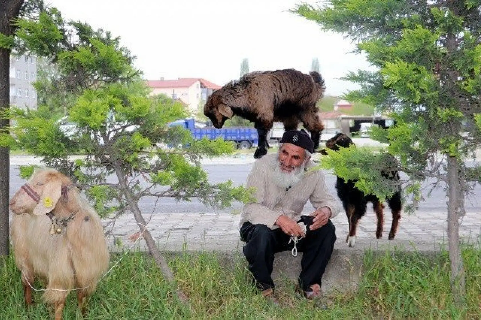 Keçilerini minibüsle gezdirip, omzunda taşıyor