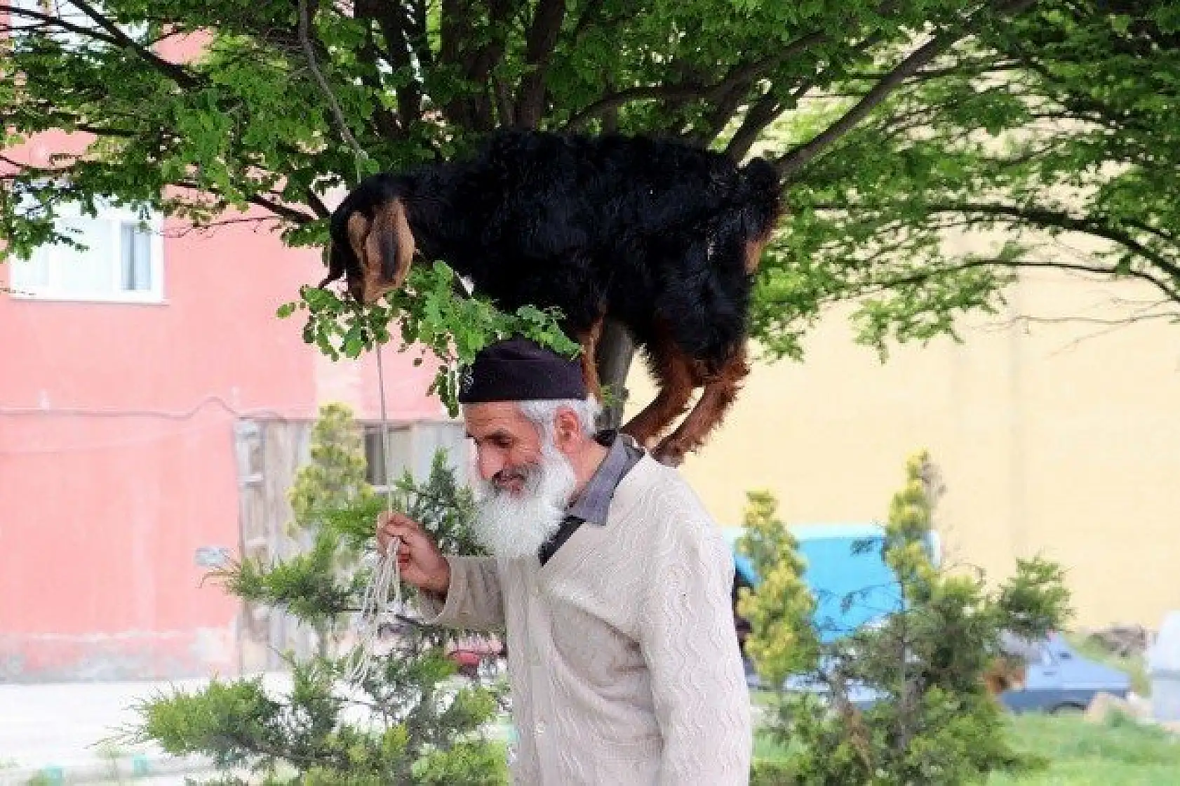 Keçilerini minibüsle gezdirip, omzunda taşıyor