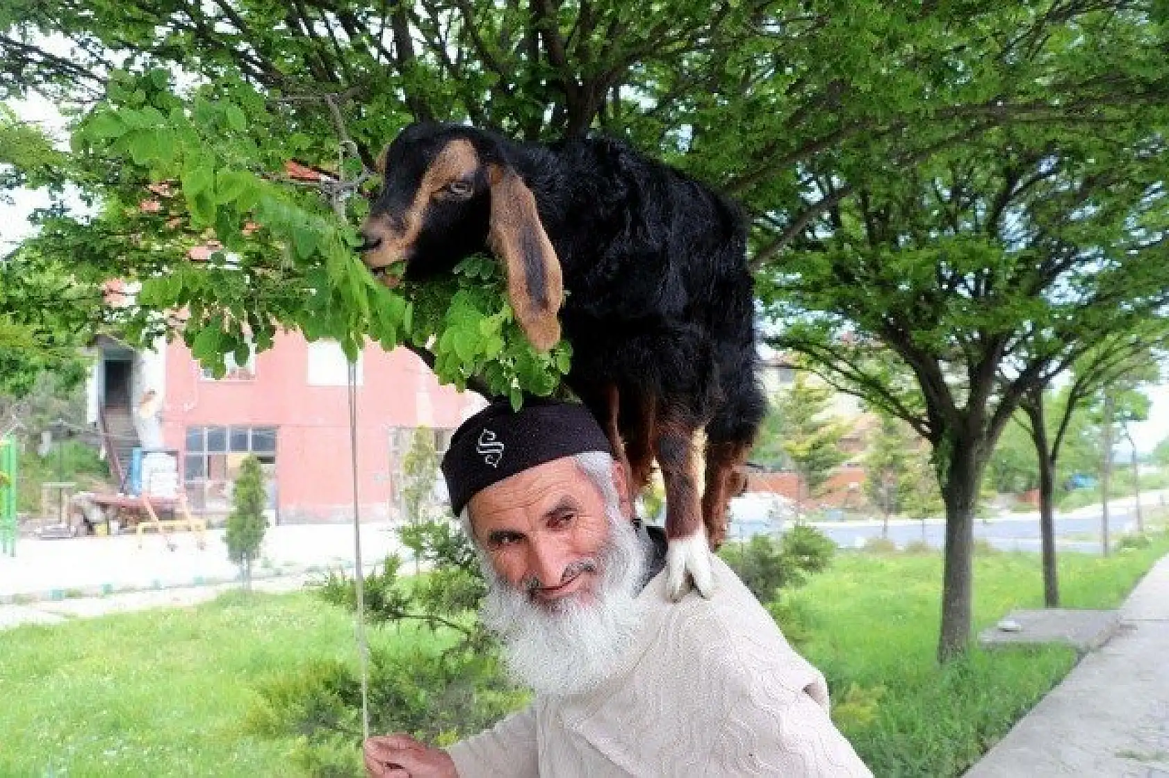 Keçilerini minibüsle gezdirip, omzunda taşıyor