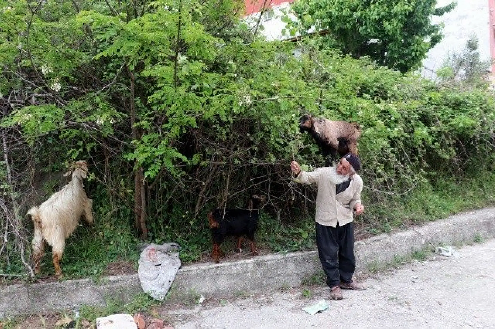 Keçilerini minibüsle gezdirip, omzunda taşıyor