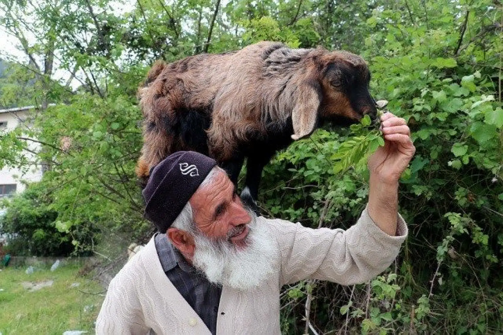 Keçilerini minibüsle gezdirip, omzunda taşıyor