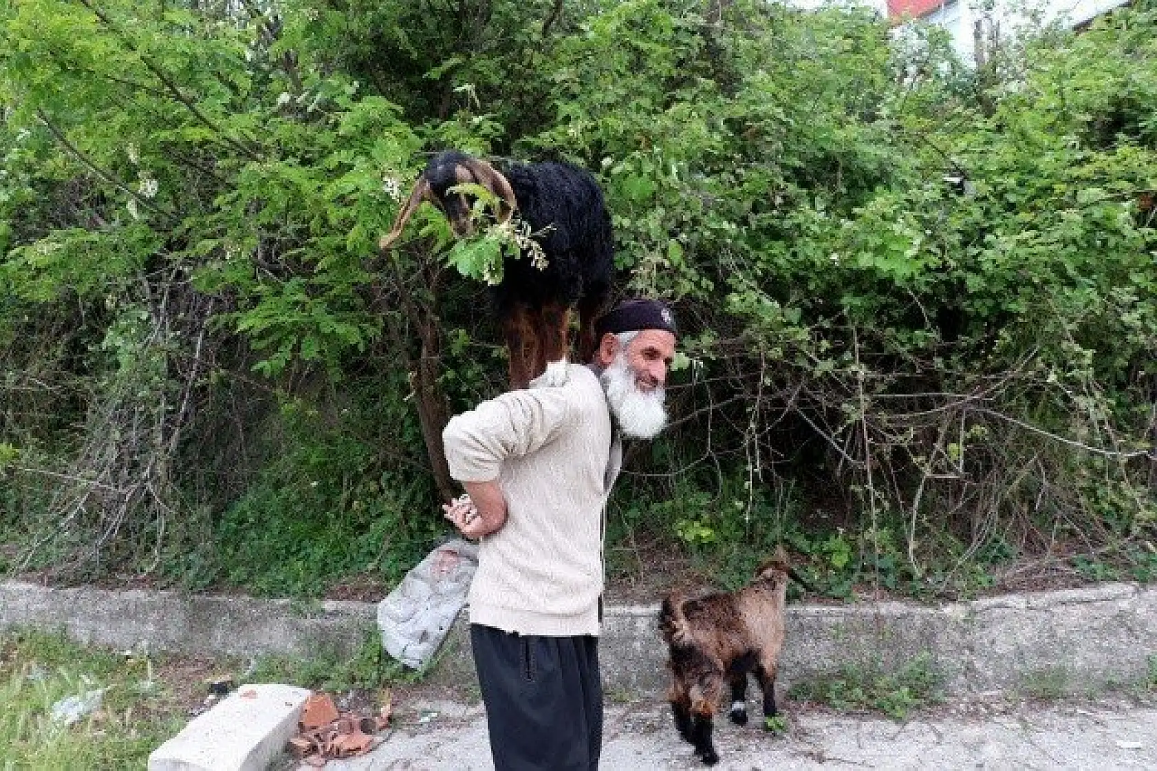 Keçilerini minibüsle gezdirip, omzunda taşıyor