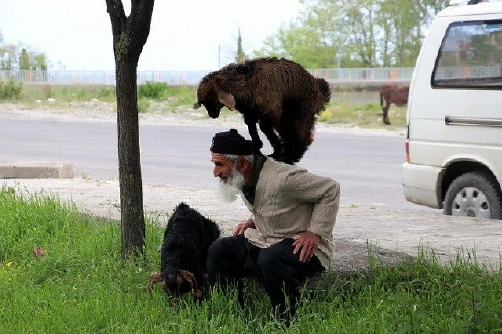 Keçilerini minibüsle gezdirip, omzunda taşıyor
