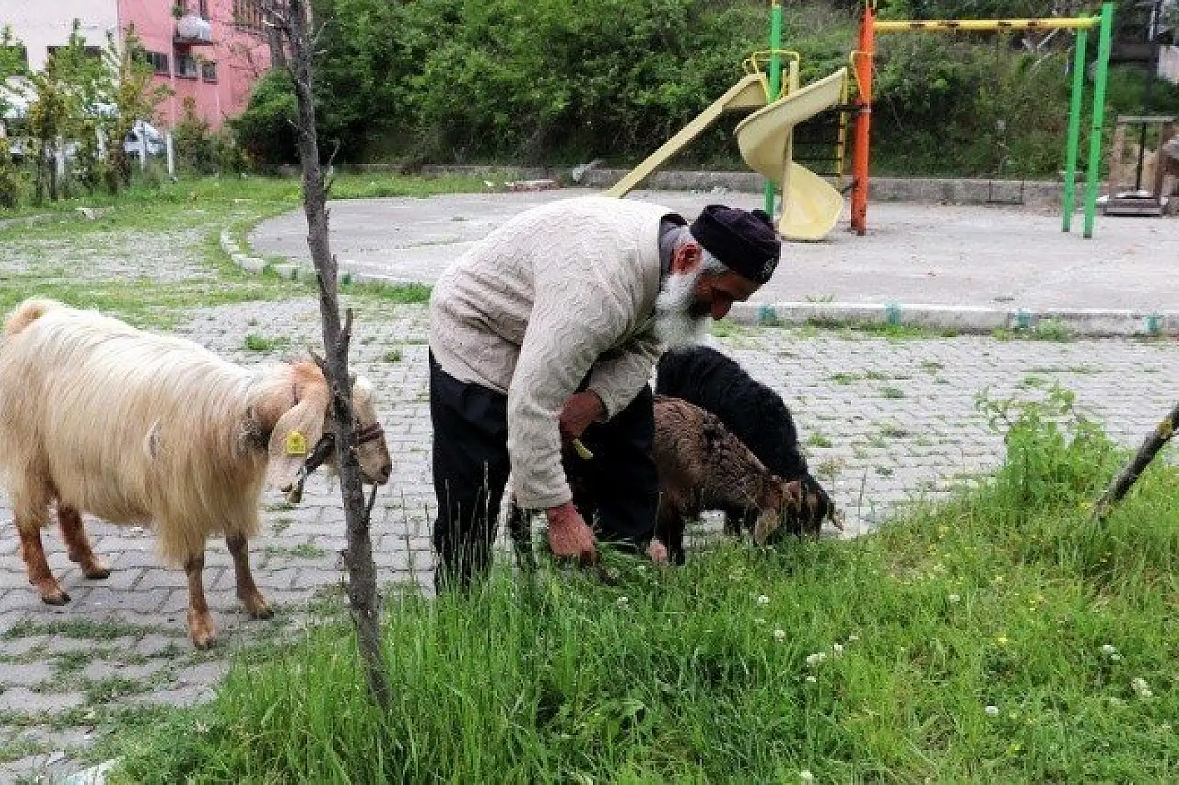 Keçilerini minibüsle gezdirip, omzunda taşıyor