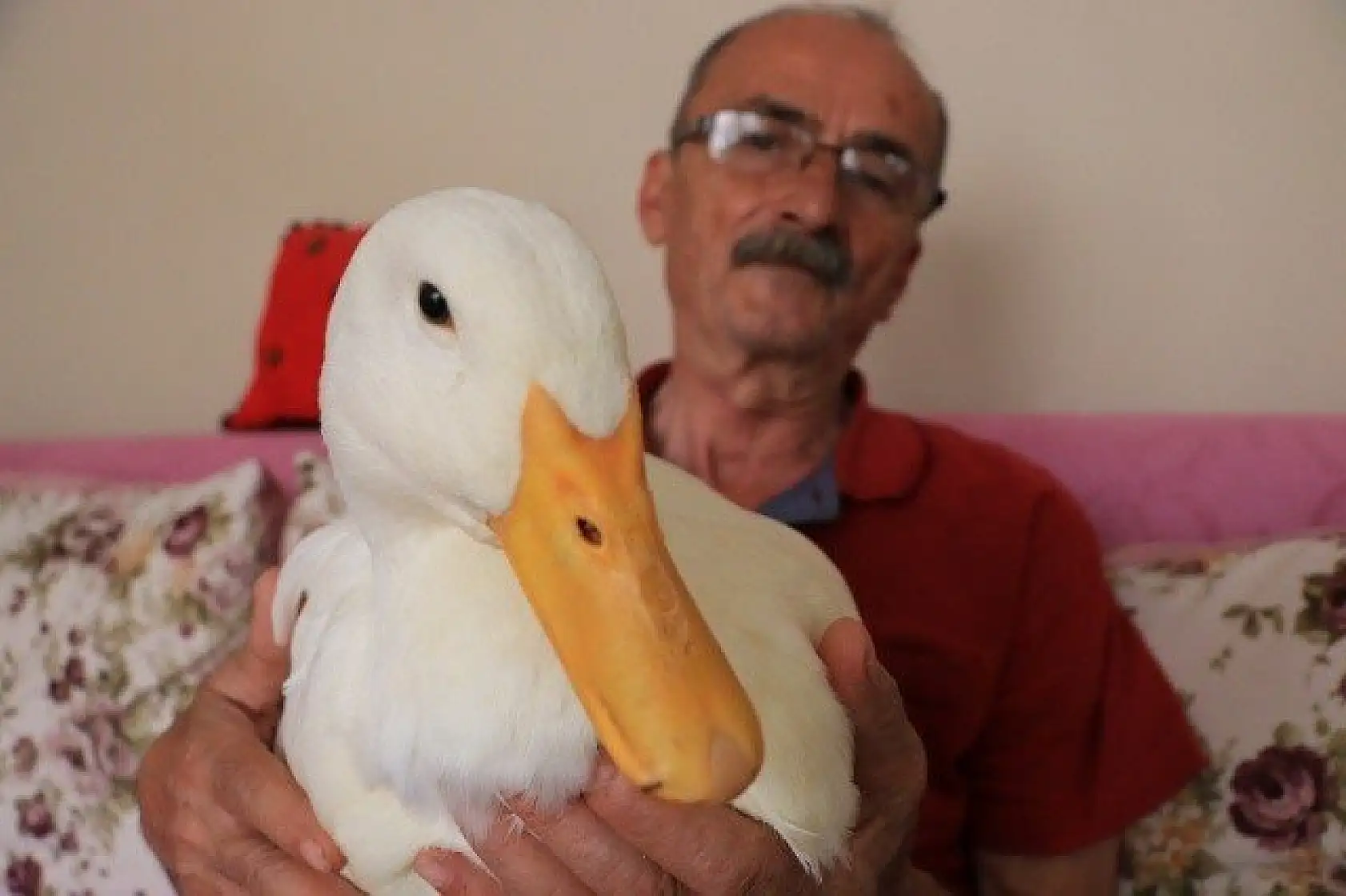 En yakın arkadaşı, ördeği &quotPamuk"