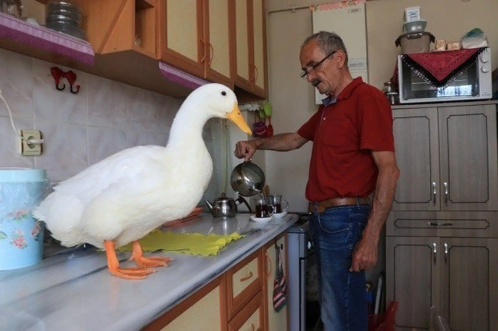 En yakın arkadaşı, ördeği &quotPamuk"