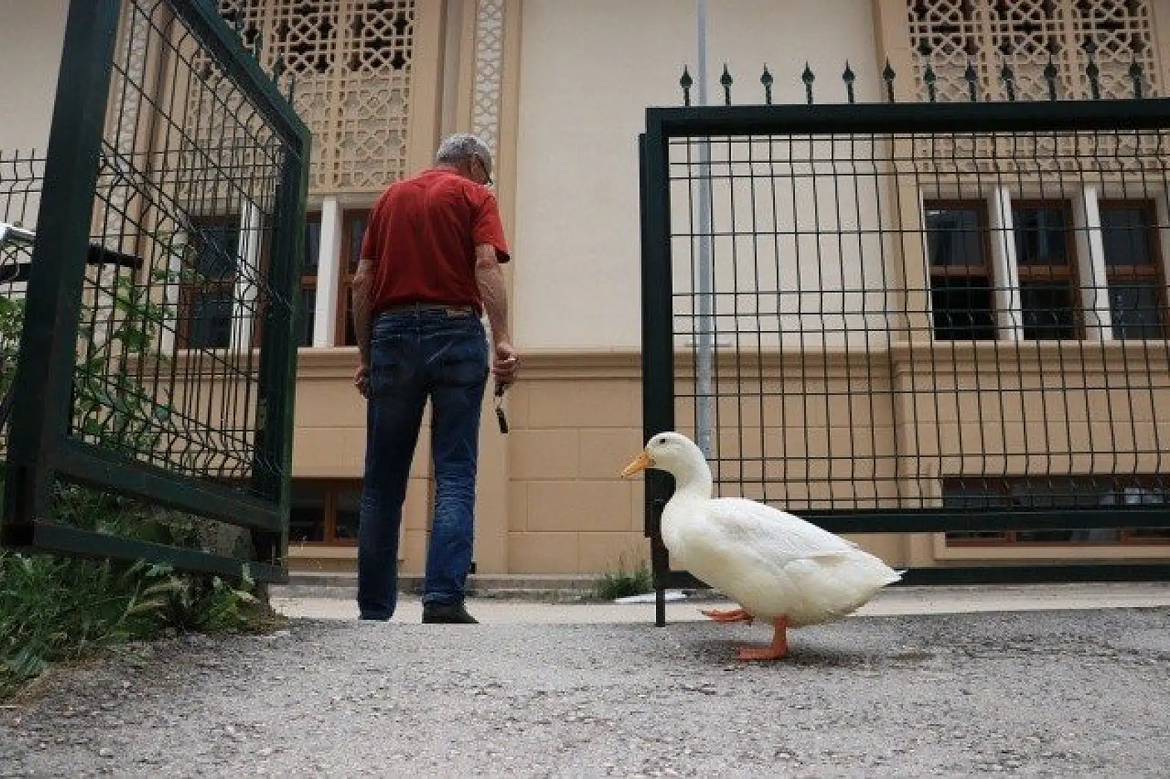 En yakın arkadaşı, ördeği &quotPamuk"