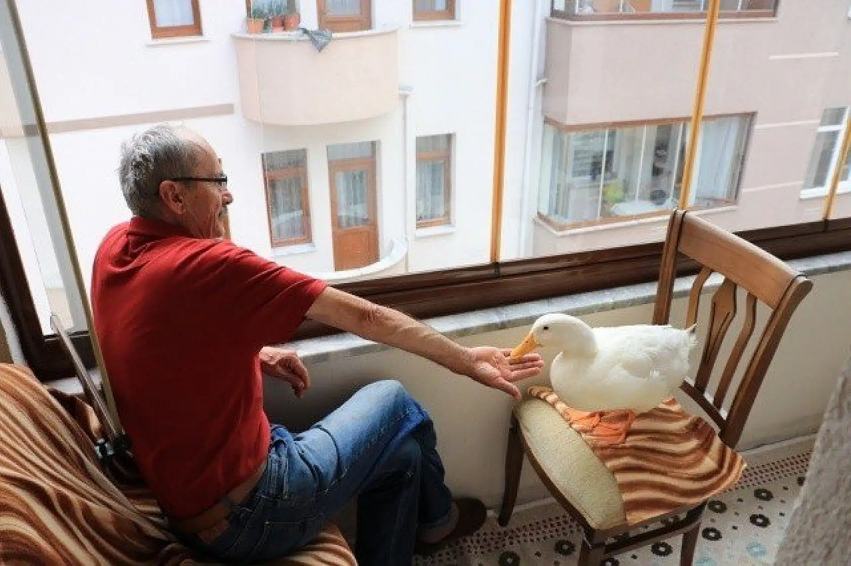 En yakın arkadaşı, ördeği &quotPamuk"