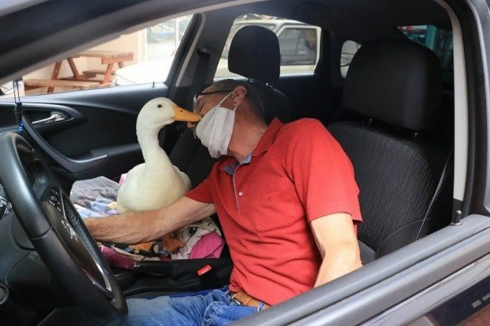 En yakın arkadaşı, ördeği &quotPamuk"