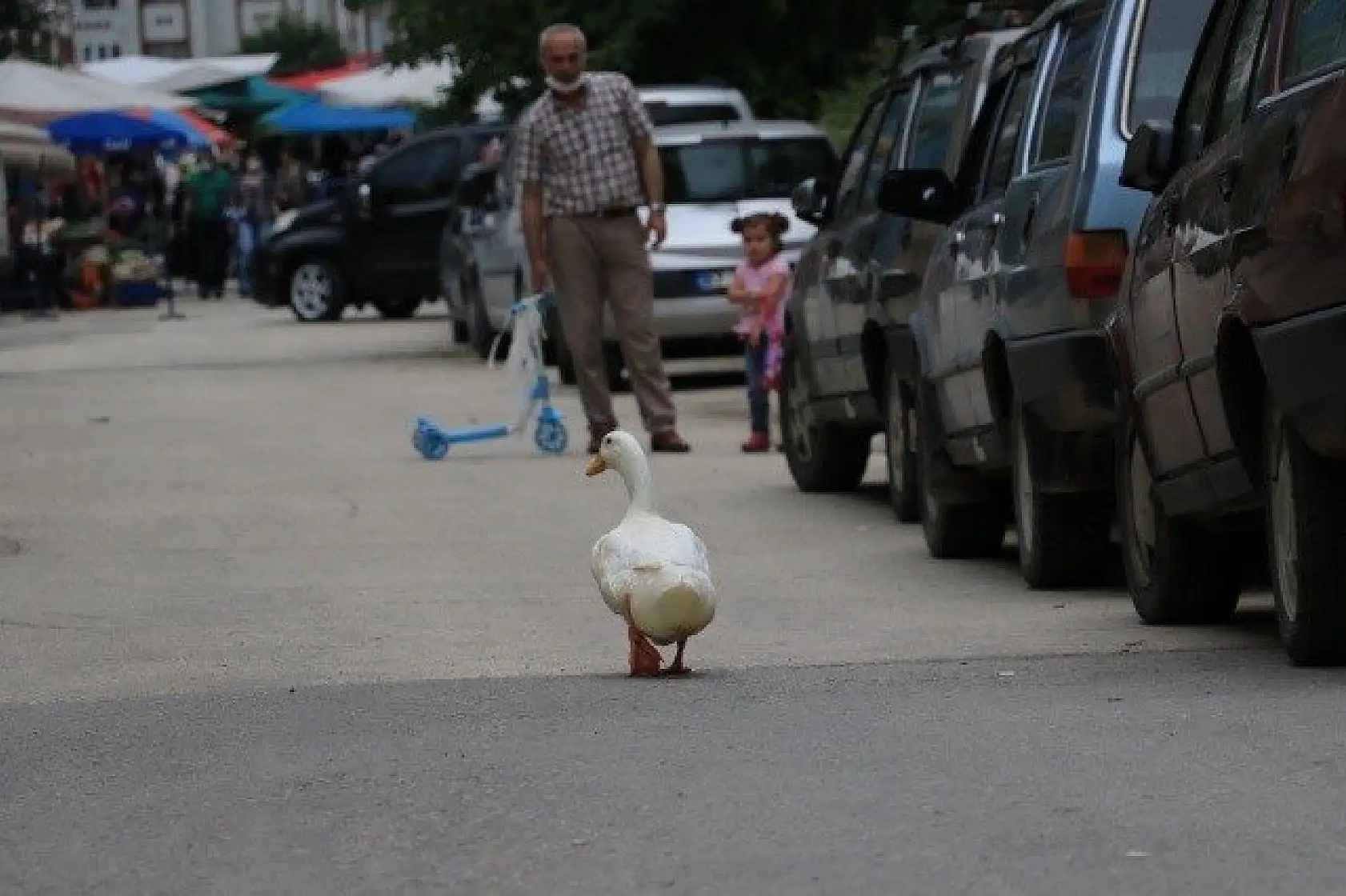 En yakın arkadaşı, ördeği &quotPamuk"