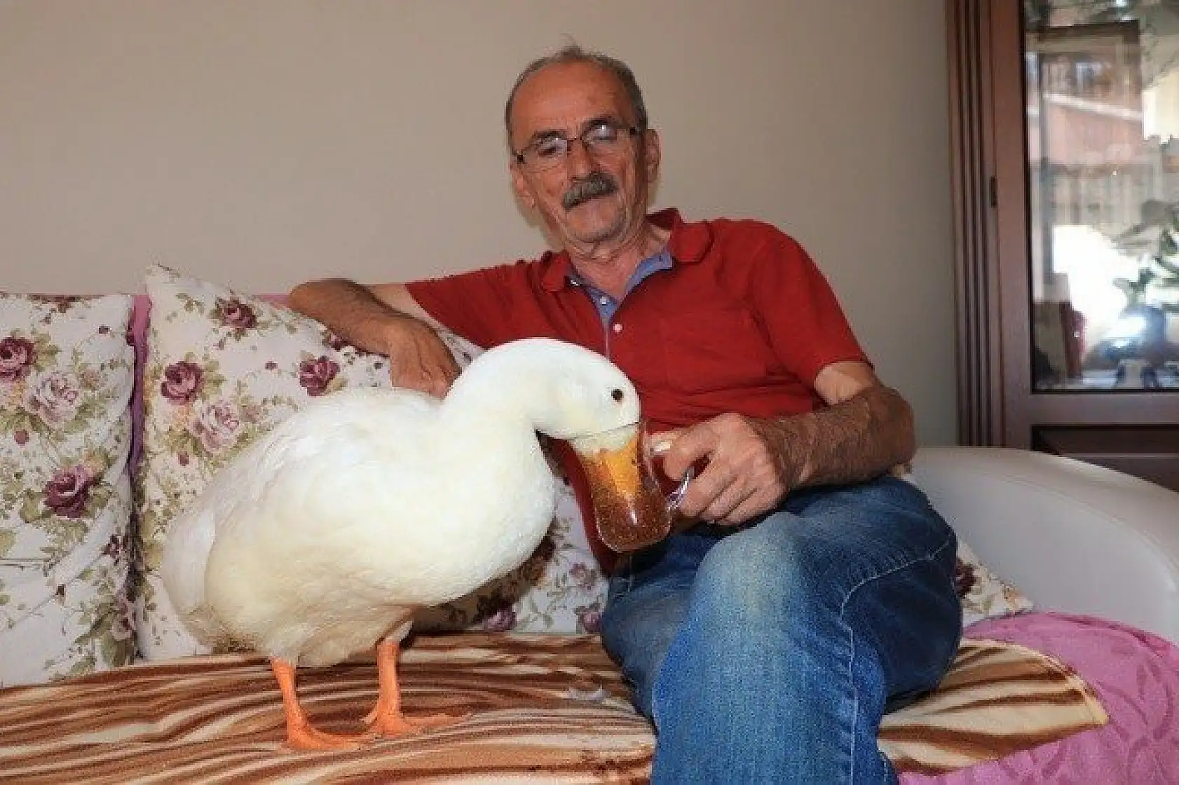 En yakın arkadaşı, ördeği &quotPamuk"