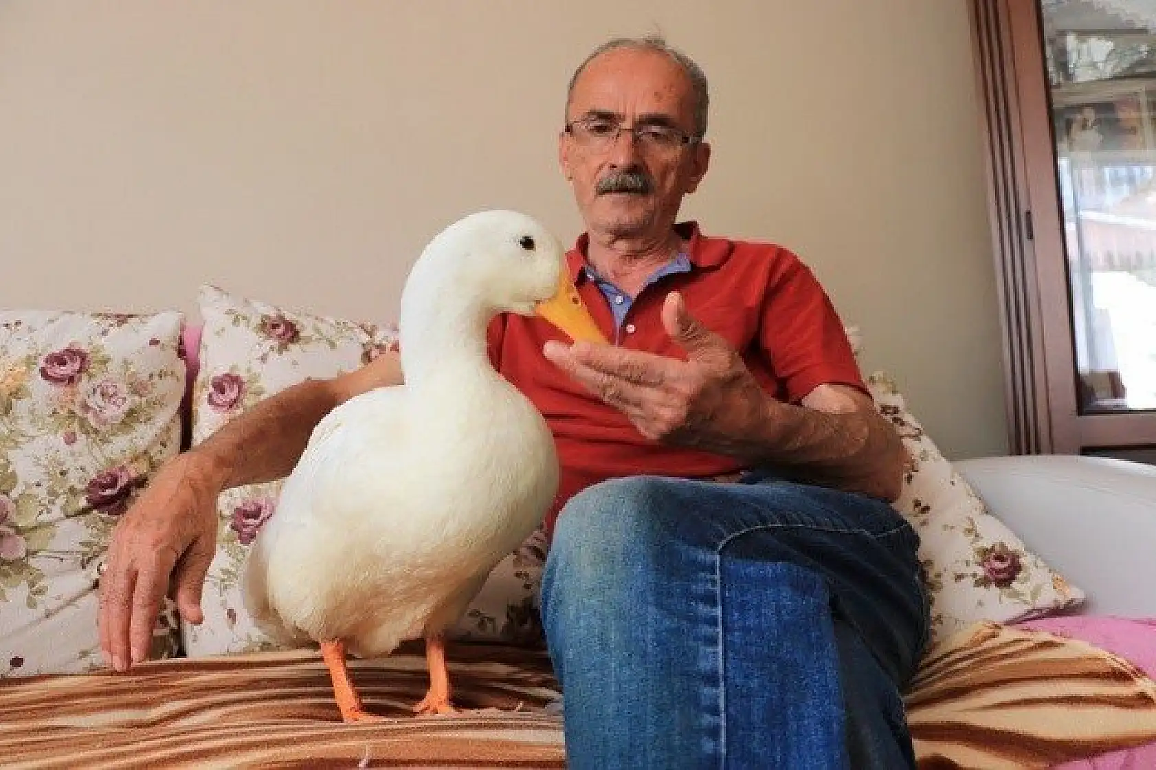 En yakın arkadaşı, ördeği &quotPamuk"